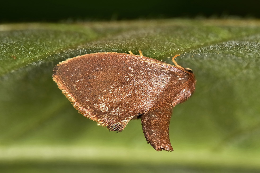 Limacodidae? S, Heterogenea asella